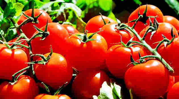 Tomato