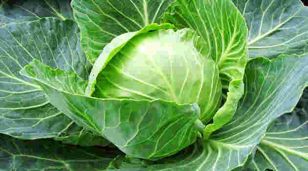 cabbage