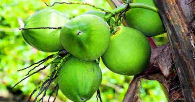 Coconut