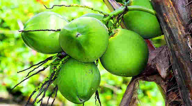 Coconut
