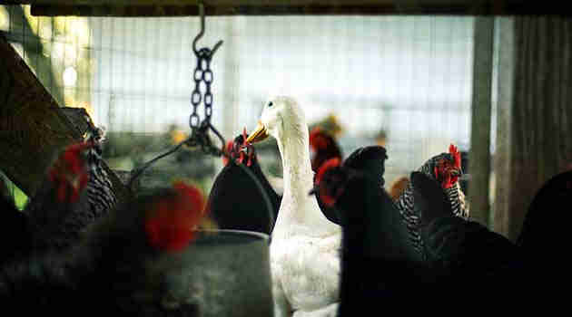 Bird Flu in Punjab